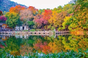 【天平秋色】11.22 苏州天平山，醉美秋色，木渎古镇，约上三五好友，赴一场红枫之约