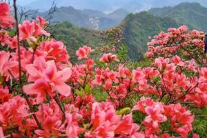 【超低特价】4.18 云台山，高山杜鹃，共赴一场杜鹃花盛宴~