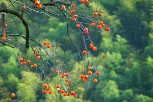 【特价活动】11.1 柿子红了，余姚柿林村，邂逅秋色斑斓的600年遗世古村