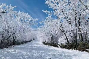 【冷空气来袭】2.8 龙王山，偶遇雪景+雾淞+冰挂，浙江海拔最高古道。