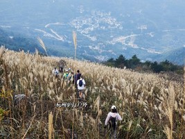 【特价活动】11.2 西白山环线，登顶绍兴第一高峰，赏芦花飞舞，浙江的“小武功山”(约12KM)