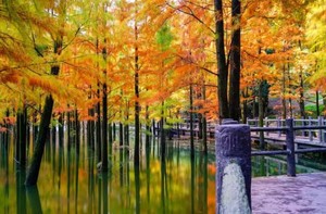 【特价活动】12.6 绍兴小九寨，徒步雪窦岭，香榧林，网红水杉，香榧古道连穿