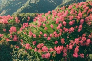 【滇西南10日】11.29-12.8昆明-诺邓-银杏村-和顺-瑞丽-芒市-沧源翁丁-景迈山-咖啡庄园-哀牢山-无量山樱花