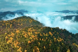 【昭黔秋色】11.6-13 三省环游，雨碌大地缝，昭通大山包，盐津，宜宾，李庄古镇，蜀南竹海，小草坝，毕节九洞天，银杏村