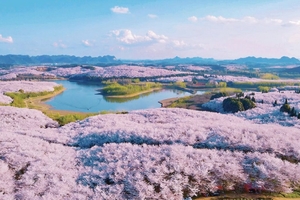 【樱花物语】3.18、3.21、3.25、最旺花季，全年仅限三期，保成行！贵州春日花季限定5天4晚