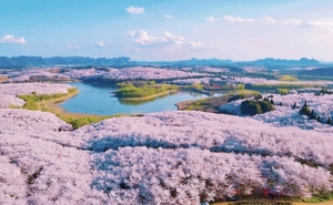 【樱花物语】3.18、3.21、3.25、最旺花季，全年仅限三期，保成行！贵州春日花季限定5天4晚