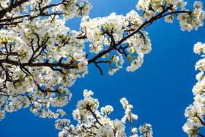 【大美梨花】3月，多期成行，赏梨花、观贡嘎雪山，春染川西，8人纯玩小团