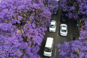 【人间四月天】4月-5月，西昌双城蓝花楹，元谋土林，黑井古镇，攀枝花凤凰花，邛海公园，大石板村，温泉瀑布，七里坝杜鹃花海