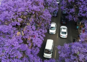 【蓝花楹】4.22-28 西昌双城蓝花楹，元谋土林，黑井古镇，攀枝花凤凰花，邛海公园，大石板村，温泉瀑布，七里坝杜鹃