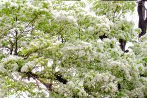 【四花共赏】4月，多期成行，丽江，流苏花+杜鹃花+凤凰花+蓝花楹，鹤庆西龙潭，剑川，巍山，兰坪罗古箐，秘境哀牢山7日