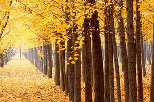 【梦幻银杏】11.23 等风也等你，特价活动，长兴十里银杏长廊，最灿烂时与您相遇