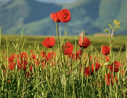 【杭州春假】4.26至5.3 新疆天山红花，每天发团！2-6人小团！五一假期，伊犁，赛里木湖，那拉提，网红国防公路