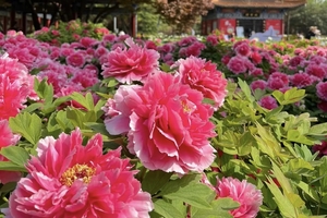 【洛阳牡丹】4.12、4.18 俩期成行！黄崖洞，八泉峡，红豆峡，皇城相府，湘峪古堡，老君山，挂壁公路，万仙山，穿越晋豫