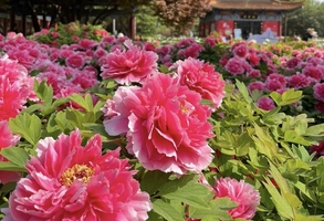 【洛阳牡丹】4.12-18 保成行！黄崖洞，八泉峡，红豆峡，皇城相府，湘峪古堡，老君山，挂壁公路，万仙山，穿越晋豫