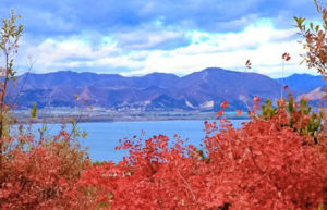 11.8周六 | 碧波万顷翠屏湖-红毯铺满山坡-造访法华寺-8公里休闲徒步