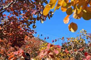 11.1周六 | 火爆红叶观赏地坡峰岭-6公里环形赏红叶栈道-漫步红色海洋