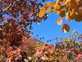 11.1周六 | 火爆红叶观赏地坡峰岭-6公里环形赏红叶栈道-漫步红色海洋