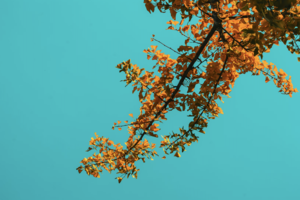 11.1周六｜广化寺古银杏の京门铁路-广化寺-西山古道-琉璃渠初级徒步