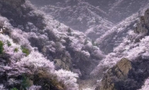 3.21周六 | 百里丹霞千顷桃云の望宝川-东水峪桃花海环线10公里