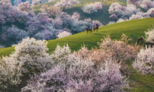 新疆伊犁丨天山天池-赛里木湖-杏花谷或恰西-那拉提-维族村-大西沟或沙漠 | 7天6晚