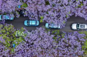 赏花限定 | 蓝花楹·凤凰花·索玛花+元谋土林+九十九里温泉 | 6天5晚