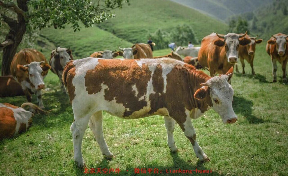 9382c17ab8b7352f225718ef4cbb2a4