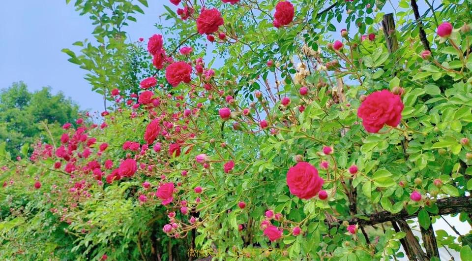 2A211C44-48AE-45F5-9257-FAD6D027F859