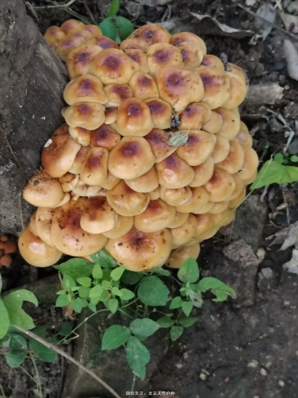 8003C80B-2F22-4753-B852-AE2B83CA6433