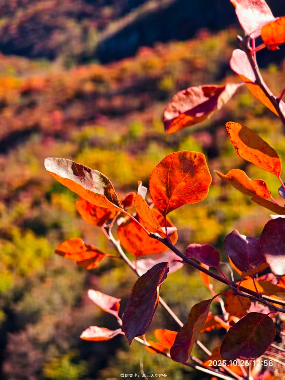 AD0A0445-FD8A-4C8D-91F3-03176455197E