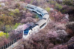 推荐▷1天｜花海列车｜开往春天的列车の枝花正盛-春光正好-长城内外-分外妖娆！