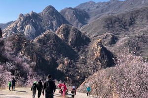 推荐▷1天｜白虎涧｜山花烂漫时の神岭千峰-虎峪辉金-燕平八景，赏极致花海｜9公里徒步or休闲！
