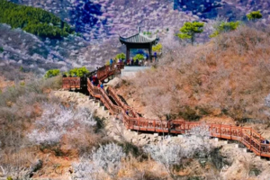 推荐▷1天｜西峪村｜徒步西峪村-桃花栈道赏漫山桃花-打卡辛庄生活市集