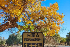 国庆5天 [额济纳] 为千年胡扬林而来の额济纳胡杨林-黑城怪树林-居延海-中蒙边境