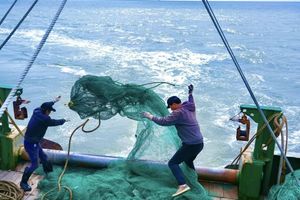 1天｜天津出海打鱼｜渤海湾包船出海の体验一次渔民生活-现场加工品新鲜海鲜