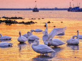 元旦3天【威海天鹅湖】山海之约の烟墩角天鹅湖-一半浪漫一半山海