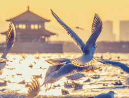 元旦3天【威海青岛】山海之行 | 网红威海-与天鹅共舞の浪漫青岛-栈桥海鸥飞翔