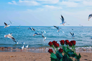 元旦2天【海风拾光】阿那亚漫游记の西港花园-仙螺岛海上缆车-秦皇小巷-老虎石日落&鸽子窝日出