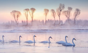 周末2天｜朝阳天鹅湾｜行摄朝阳天鹅雪舞飞扬の天鹅湖的夕阳和日出-畅游锦州奉国寺-辽西九华山