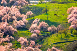 4.4-4.09日【伊犁杏花】绝色新疆の吐尔根-那拉提冰百合-大西沟杏花-独山子大峡谷-赛里木湖