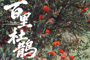 4.3-4.06日【百里杜鹃】2026贵州花季山野轻徒步の羊皮洞瀑布-百里杜鹃-三江古道｜4天3晚