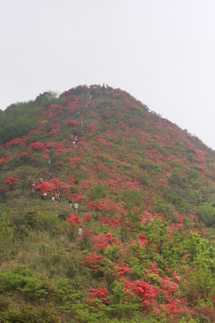 4月15日十六户外从化通天蜡烛赏摄映山红