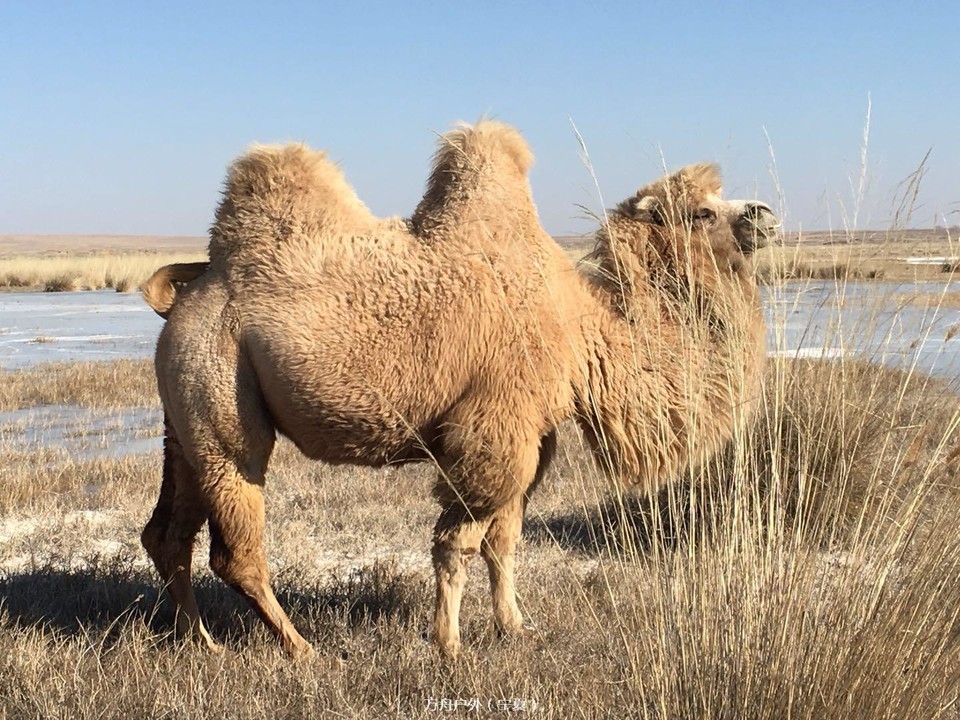布龙湖骆驼客