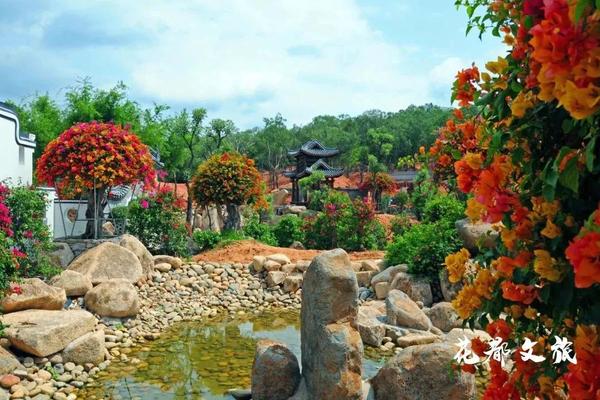 【马岭观花，广佛出发】打卡北江浪漫芦苇荡，行摄五彩缤纷三角梅园~~