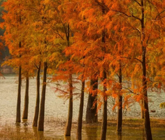 【中山五桂山，广州出发】打卡中山“小九寨”，邂逅西坑尾水杉林，登白云顶！