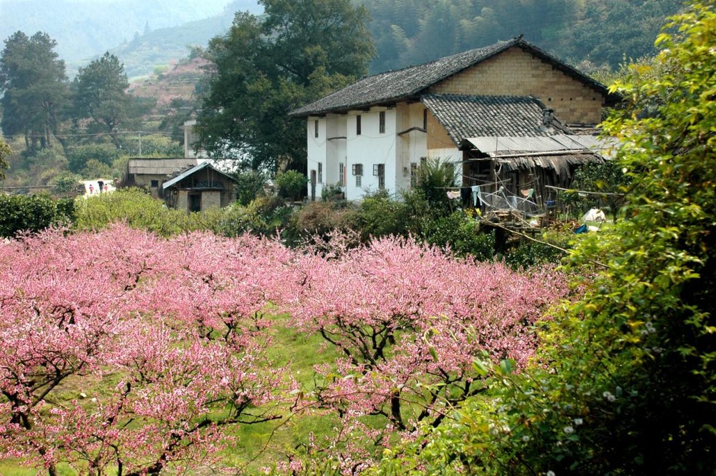 【十里芳菲】3月10～11日:阳春三月,乐昌九峰,赏万亩桃花李花