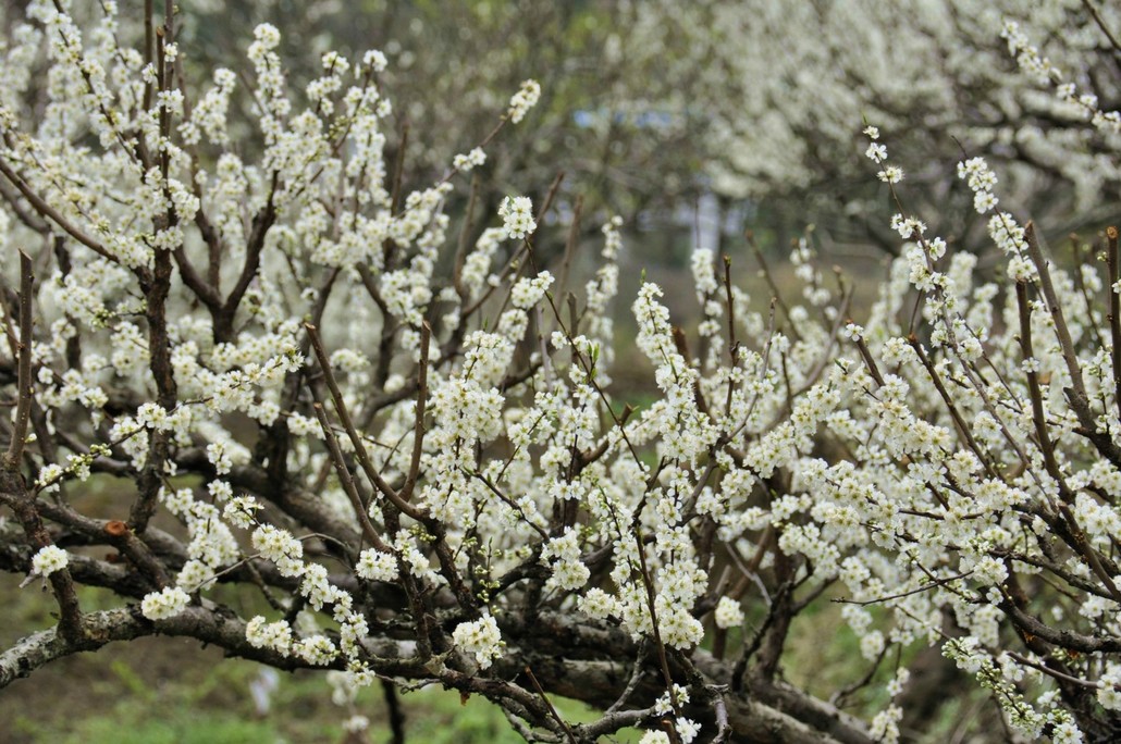 【十里芳菲】3月10～11日:阳春三月,乐昌九峰,赏万亩桃花李花