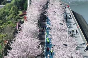 2023和滨滨一起樱花跑