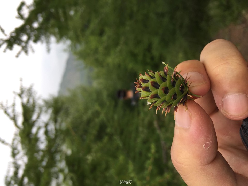 微信图片_20170605125435