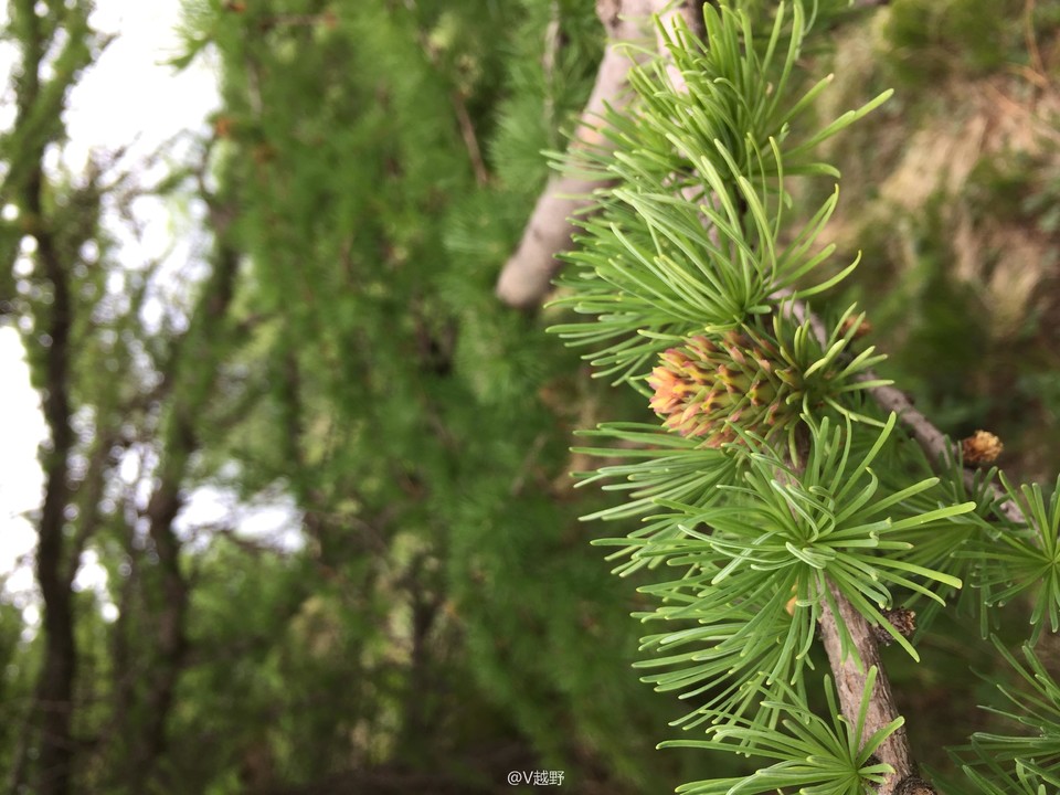 微信图片_20170605125459