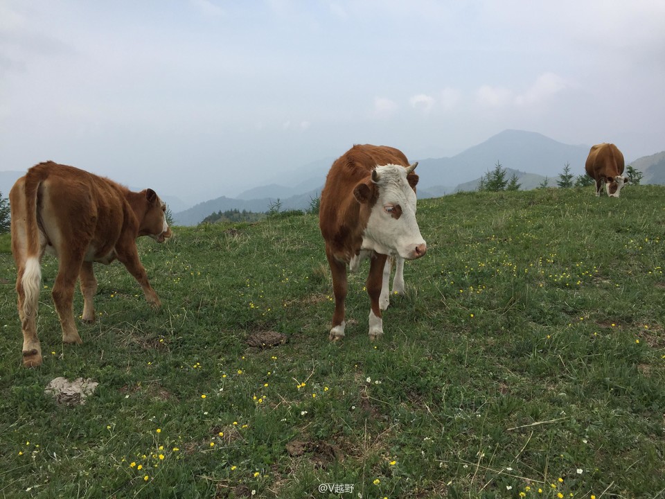 微信图片_20170605125505